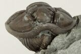 Enrolled Flexicalymene Trilobite In Shale - Mt. Orab, Ohio - #201088-2
